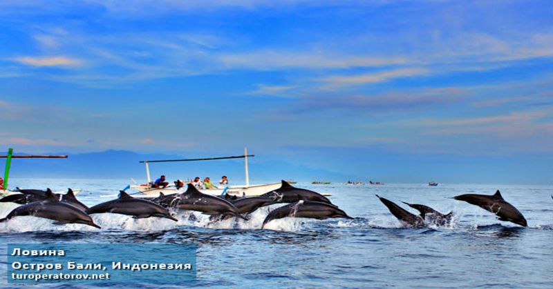 Дельфины в Ловине, остров Бали, Индонезия