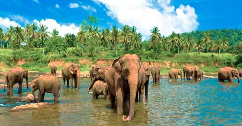 слоны на Шри Ланке