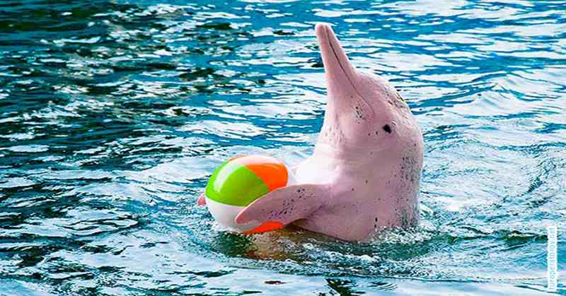Шоу дельфинов и купание с дельфинами