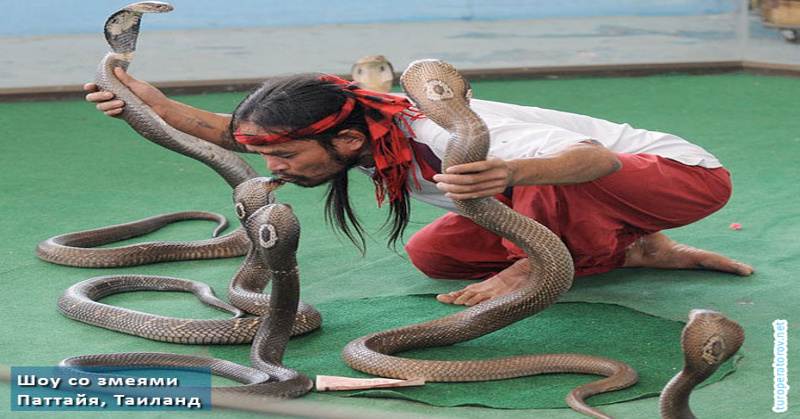Шоу со змеями на змеиной ферма в Паттайе