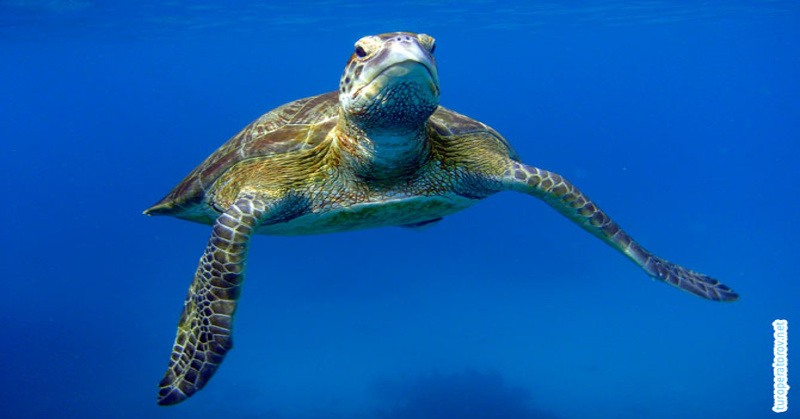 Морская черепаха на Симиланах