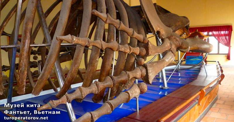 Музей кита в Фантьете