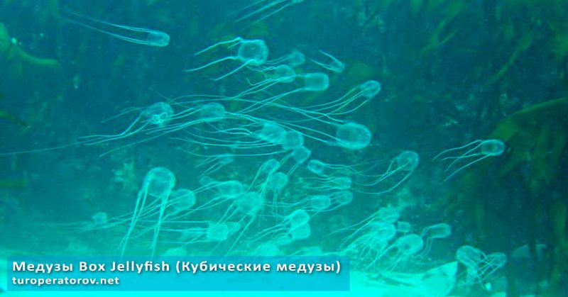 Медузы Box Jellyfish появляются в Таиланде только в сезон дождей