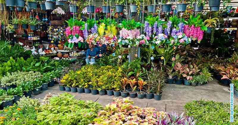 Пак Клонг Талад – большой цветочный рынок и одна из достопримечательностей Бангкока