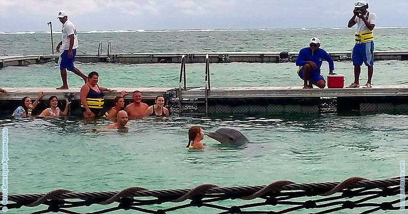 dolphin island